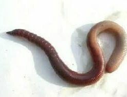 Natick Outdoor Nightcrawlers