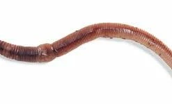 Natick Outdoor Store Trout Worms