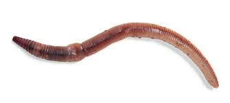 Natick Outdoor Store Trout Worms